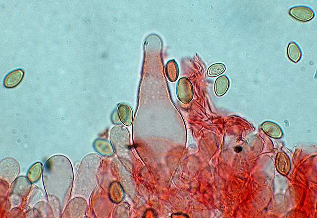 Agrocybe sororia s.l.